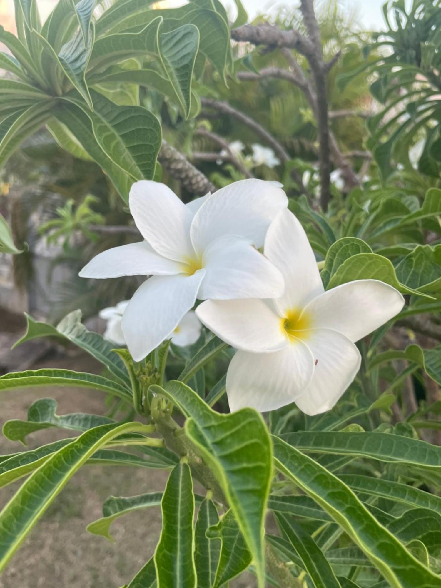 Villa Caraibes Sainte-Luce Esterno foto